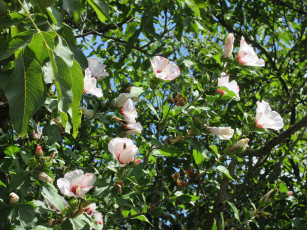 Картинка цветы гибискусы куст гибискус