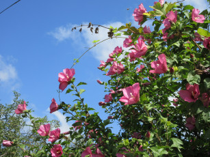 Картинка цветы гибискусы куст розовые