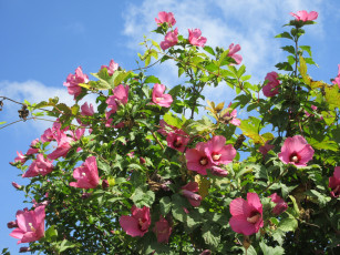 Картинка цветы гибискусы розовые куст