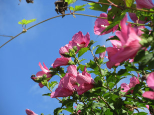 Картинка цветы гибискусы розовые куст