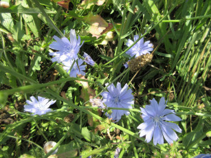 Картинка цветы луговые+ полевые +цветы луг цикорий