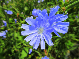 Картинка цветы луговые+ полевые +цветы луг цикорий