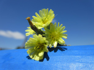 обоя цветы, луговые , полевые,  цветы, макро, жёлтые