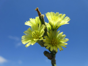 обоя цветы, луговые , полевые,  цветы, макро, жёлтые