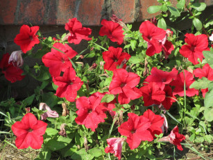 Картинка цветы петунии +калибрахоа красная петуния