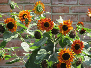 Картинка цветы подсолнухи