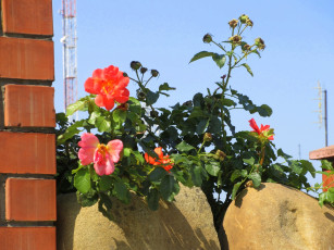 Картинка цветы розы