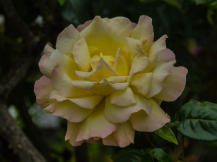 Картинка цветы розы роза