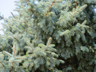 Картинка природа деревья хвоя ель ветки