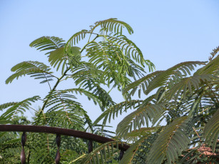 Картинка природа деревья куст