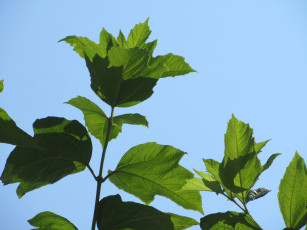 Картинка природа листья калина