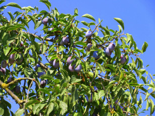 Картинка природа плоды листья небо