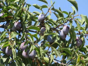 Картинка природа плоды листья небо