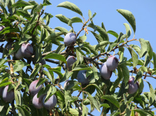 Картинка природа плоды листья небо