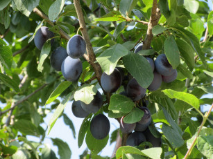 Картинка природа плоды листья сливы