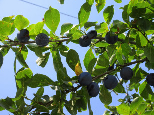 Картинка природа плоды листья сливы