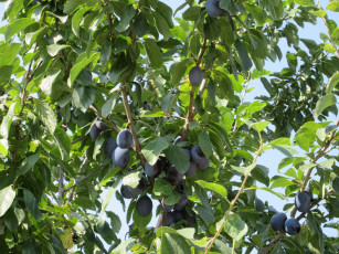 Картинка природа плоды сливы листья