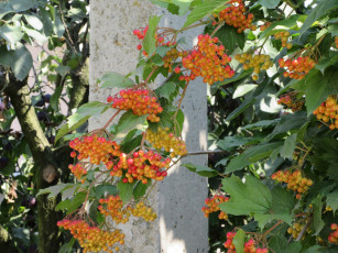 Картинка природа Ягоды +калина калина листья