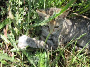 Картинка животные коты кошка