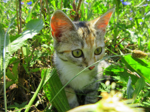 Картинка животные коты кошка