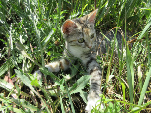 Картинка животные коты кошка трава