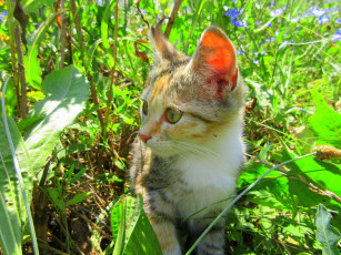 Картинка животные коты кошка трава