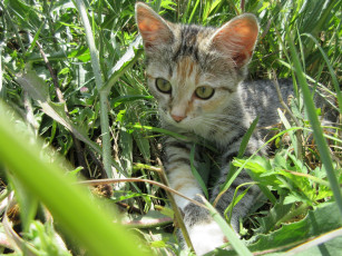 Картинка животные коты трава кошка