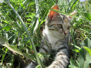 Картинка животные коты трава кошка