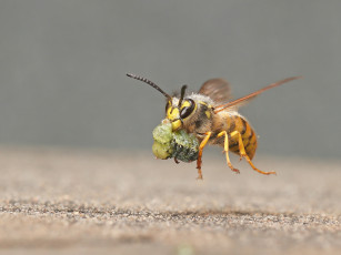 Картинка животные пчелы +осы +шмели макро