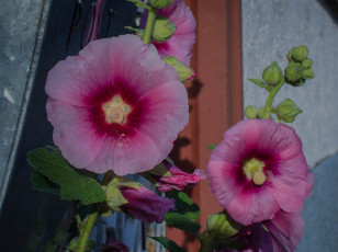 Картинка цветы мальвы мальва