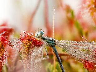 Картинка животные стрекозы макро капли крылья стрекоза