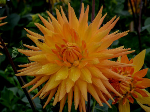 Картинка цветы георгины оранжевый