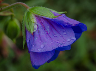 Картинка цветы герань макро