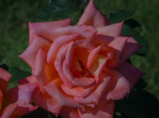 Картинка цветы розы роза