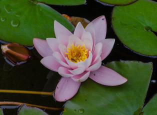 Картинка цветы лилии+водяные +нимфеи +кувшинки розовый