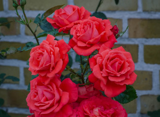 Картинка цветы розы