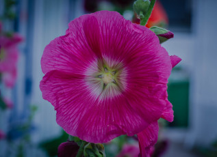 Картинка цветы мальвы мальва