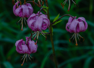 Картинка цветы лилии +лилейники