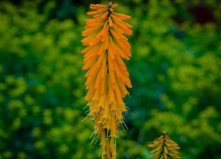 Картинка цветы жёлтые