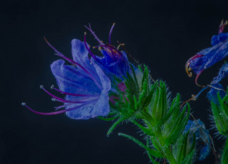 Картинка цветы луговые+ полевые +цветы макро