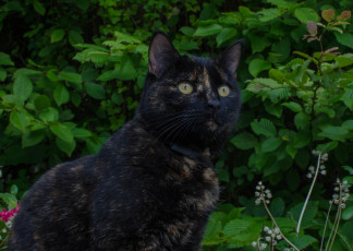 Картинка животные коты кошка