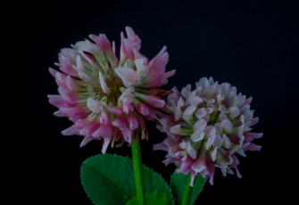 Картинка цветы луговые+ полевые +цветы клевер