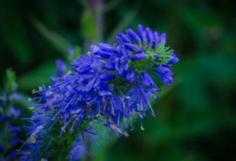 Картинка цветы луговые+ полевые +цветы синие