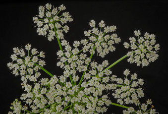 Картинка цветы луговые+ полевые +цветы макро