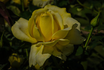 Картинка цветы розы роза