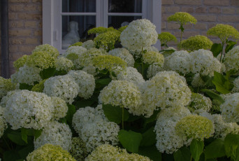 обоя цветы, калина , бульдонеж