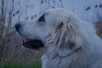 Картинка животные собаки собака