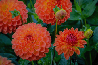 Картинка цветы георгины