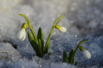 Картинка цветы подснежники +белоцветники +пролески природа первоцветы красота дача галантус весна цветение март