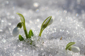 Картинка цветы подснежники +белоцветники +пролески природа первоцветы март красота цветение галантус дача весна